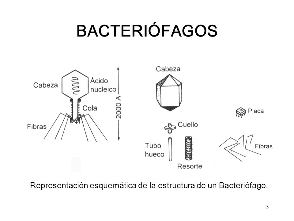 BACTERIÓFAGOS Representación esquemática de la estructura de un Bacteriófago.