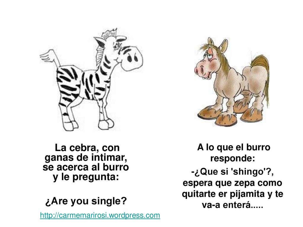 La cebra, con ganas de intimar, se acerca al burro y le pregunta: