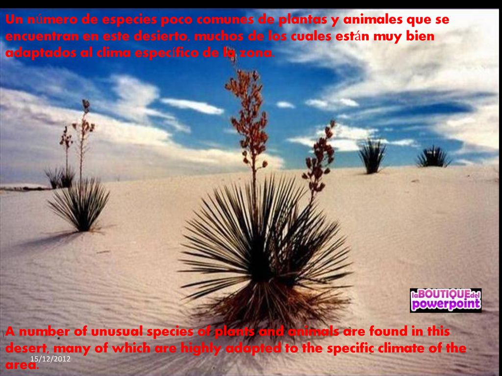 Un número de especies poco comunes de plantas y animales que se encuentran en este desierto, muchos de los cuales están muy bien adaptados al clima específico de la zona.