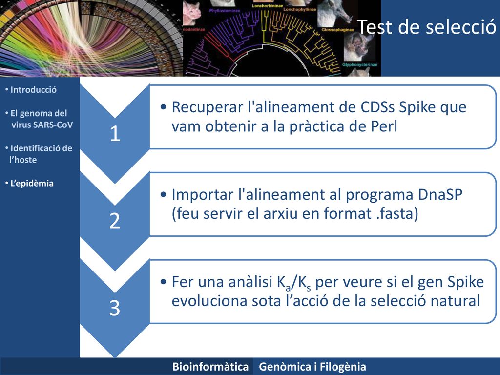 Test de selecció Introducció. El genoma del. virus SARS-CoV. Identificació de. l’hoste. L’epidèmia.