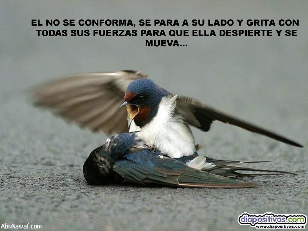 EL NO SE CONFORMA, SE PARA A SU LADO Y GRITA CON