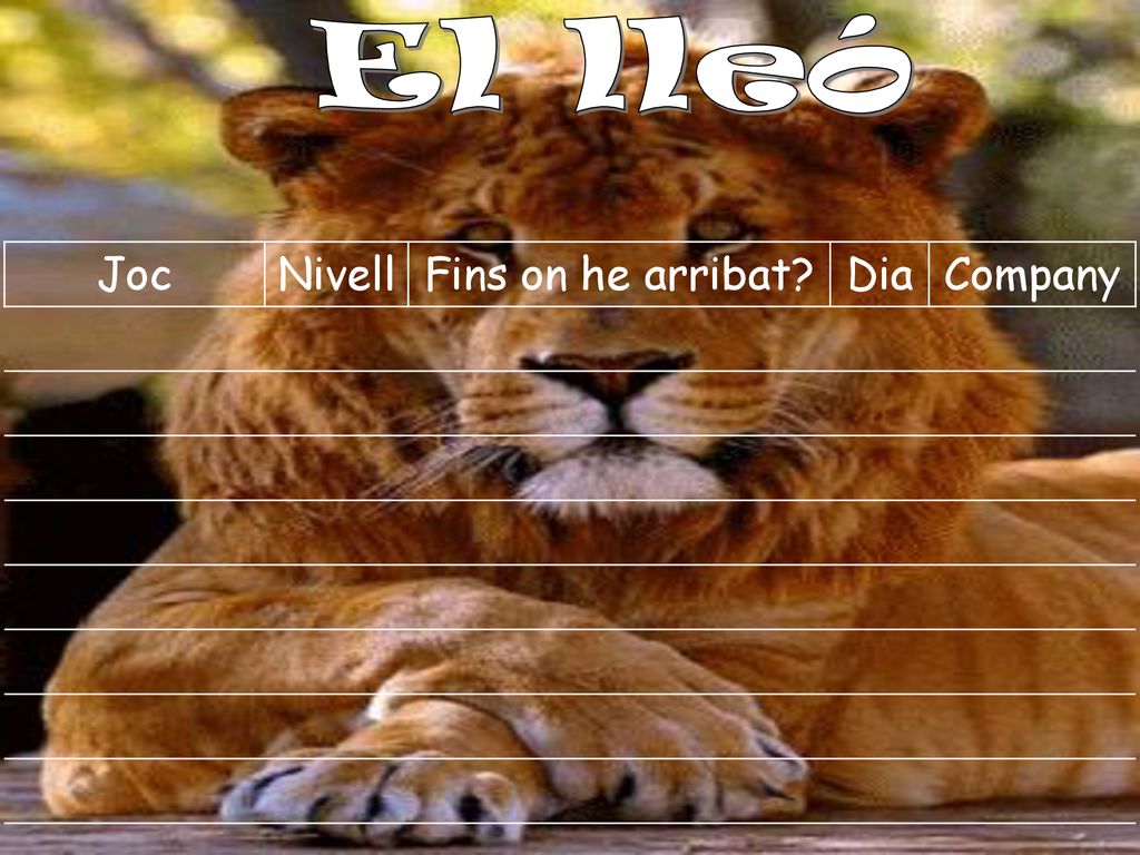 El lleó Joc Nivell Fins on he arribat Dia Company