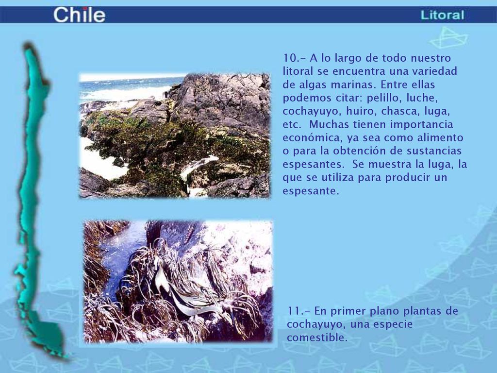 10.- A lo largo de todo nuestro litoral se encuentra una variedad de algas marinas. Entre ellas podemos citar: pelillo, luche, cochayuyo, huiro, chasca, luga, etc. Muchas tienen importancia económica, ya sea como alimento o para la obtención de sustancias espesantes. Se muestra la luga, la que se utiliza para producir un espesante.
