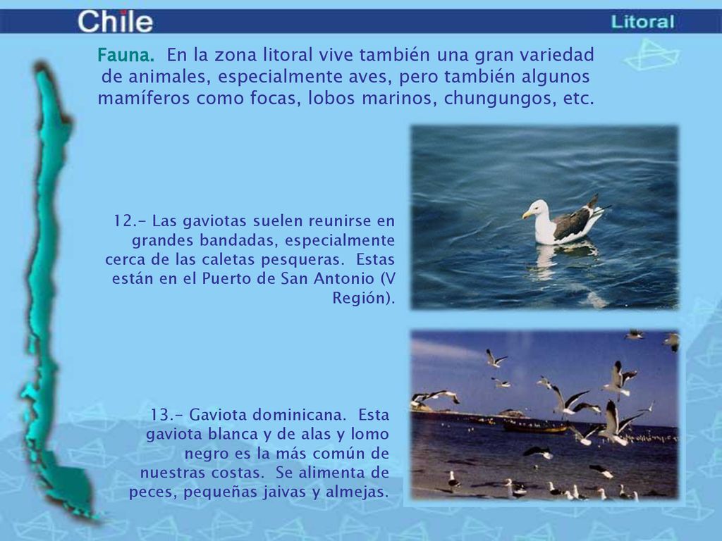 Fauna. En la zona litoral vive también una gran variedad de animales, especialmente aves, pero también algunos mamíferos como focas, lobos marinos, chungungos, etc.