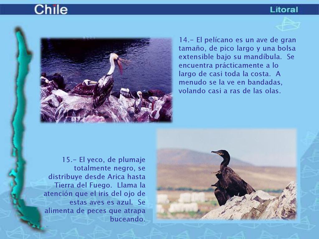 14.- El pelícano es un ave de gran tamaño, de pico largo y una bolsa extensible bajo su mandíbula. Se encuentra prácticamente a lo largo de casi toda la costa. A menudo se la ve en bandadas, volando casi a ras de las olas.