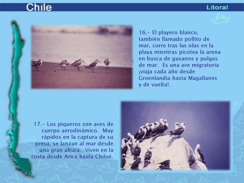 16.- El playero blanco, también llamado pollito de mar, corre tras las olas en la playa mientras picotea la arena en busca de gusanos y pulgas de mar. Es una ave migratoria ¡viaja cada año desde Groenlandia hasta Magallanes y de vuelta!.