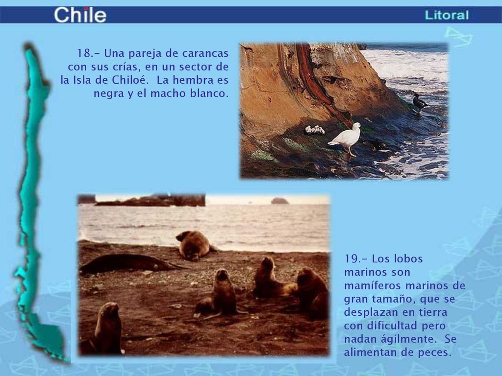 18.- Una pareja de carancas con sus crías, en un sector de la Isla de Chiloé. La hembra es negra y el macho blanco.