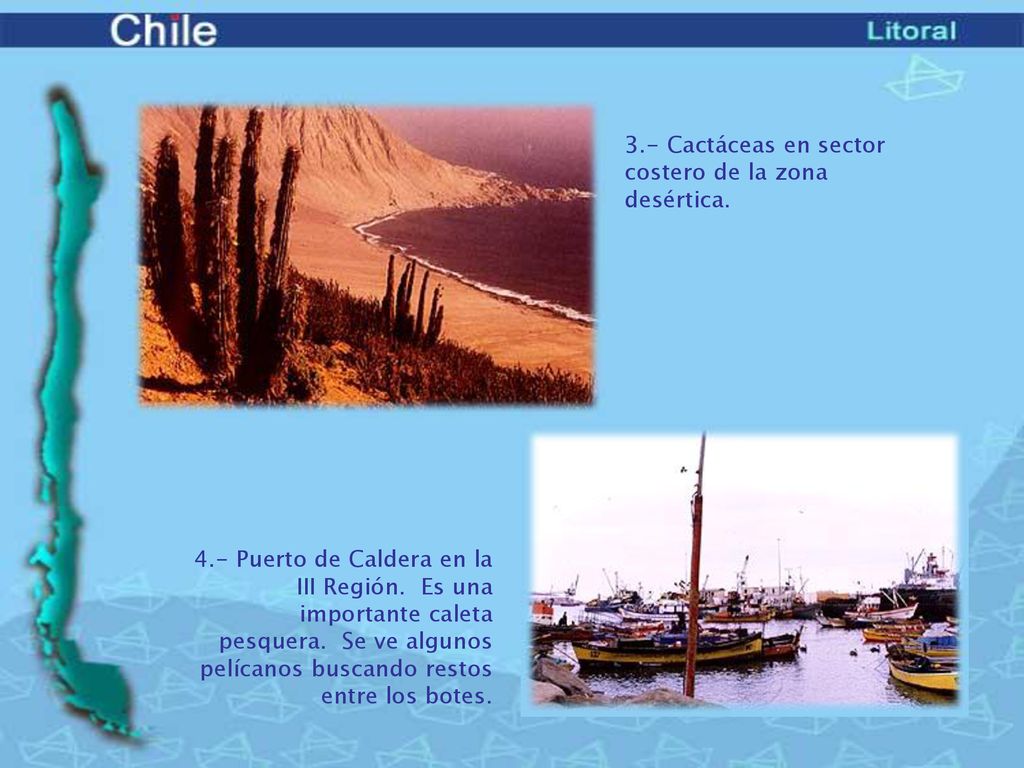 3.- Cactáceas en sector costero de la zona desértica.