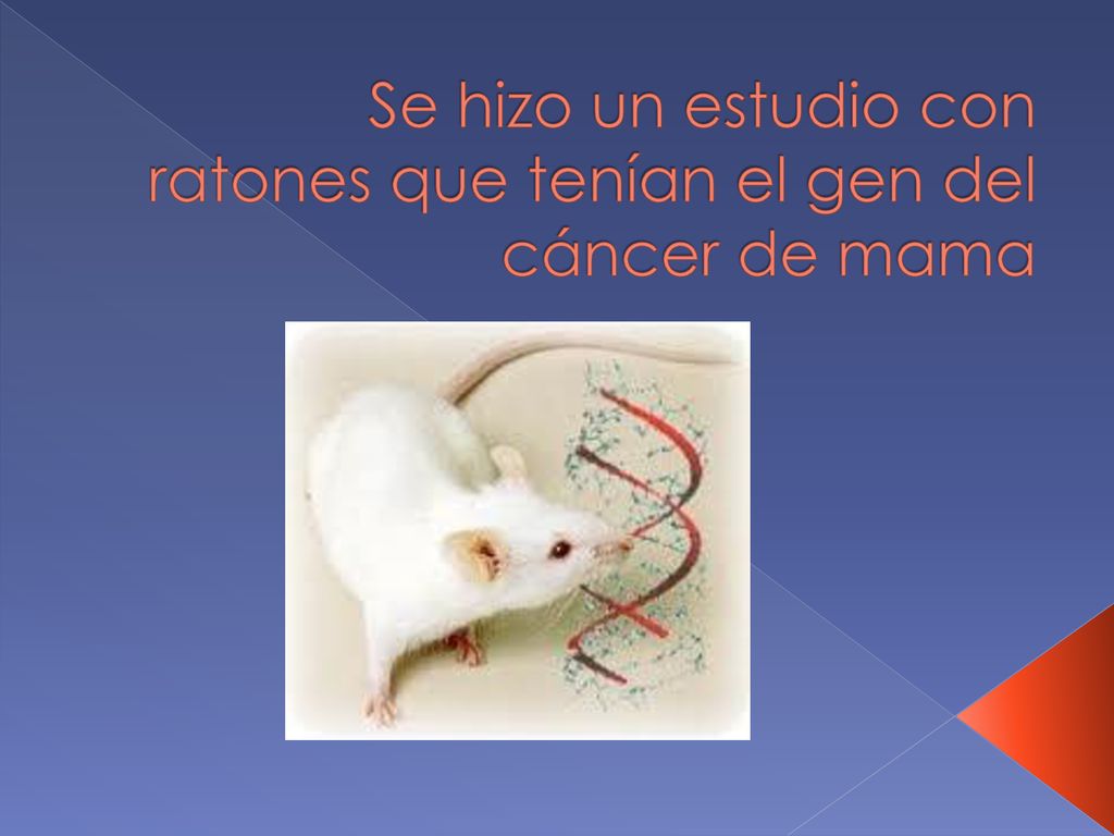 Se hizo un estudio con ratones que tenían el gen del cáncer de mama