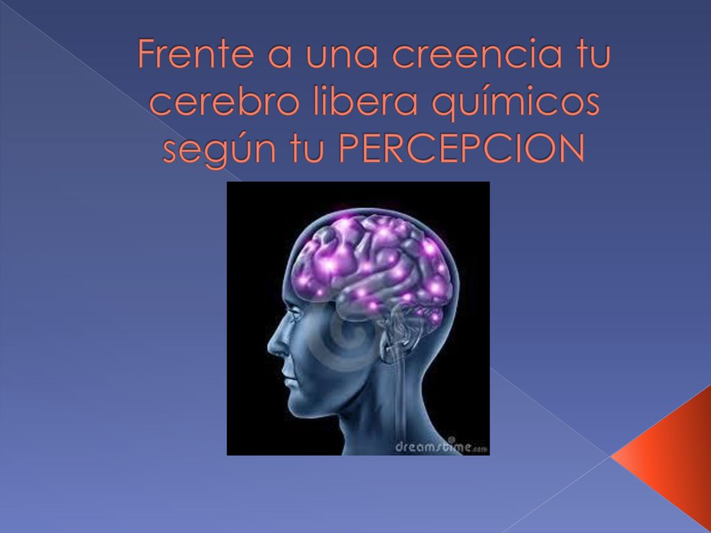 Frente a una creencia tu cerebro libera químicos según tu PERCEPCION