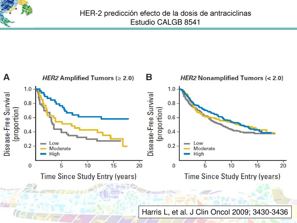 HER-2 predicción efecto de la dosis de antraciclinas Estudio CALGB 8541