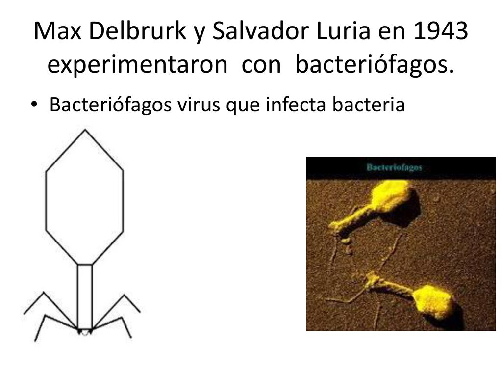 Max Delbrurk y Salvador Luria en 1943 experimentaron con bacteriófagos.