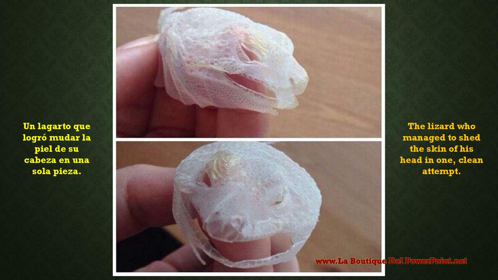 Un lagarto que logró mudar la piel de su cabeza en una sola pieza.