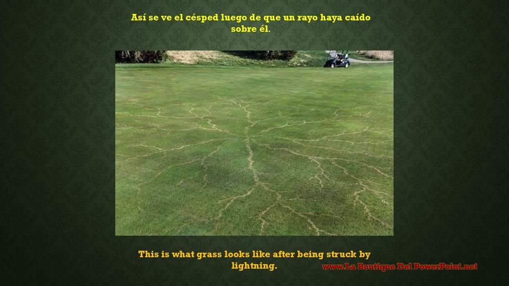 This is what grass looks like after being struck by lightning.