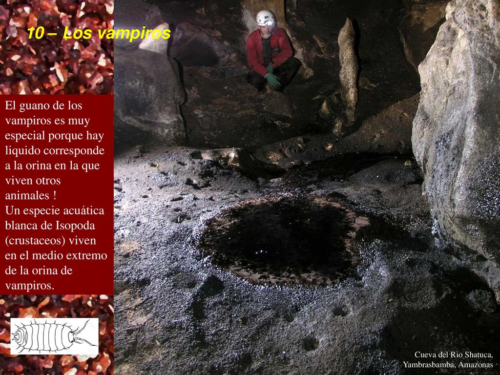 10 – Los vampiros El guano de los vampiros es muy especial porque hay liquido corresponde a la orina en la que viven otros animales !