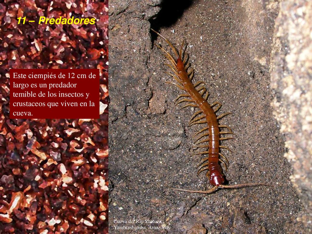 11 – Predadores Este ciempiés de 12 cm de largo es un predador temible de los insectos y crustaceos que viven en la cueva.