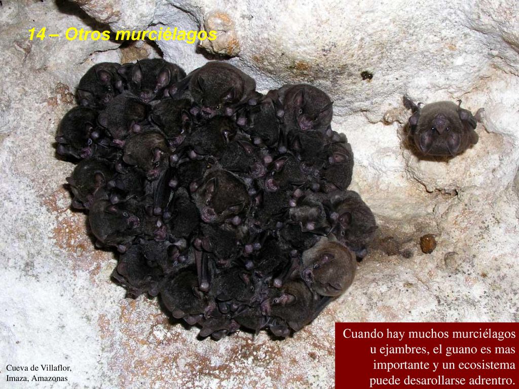 14 – Otros murciélagos Cuando hay muchos murciélagos u ejambres, el guano es mas importante y un ecosistema puede desarollarse adrentro.