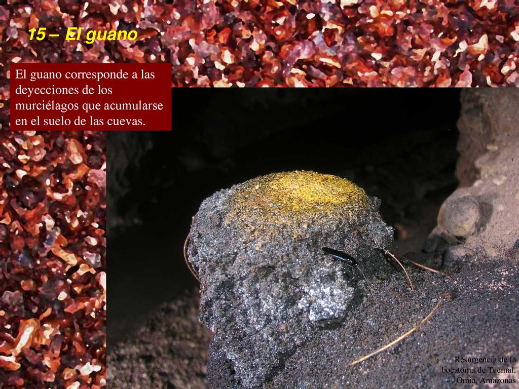 15 – El guano El guano corresponde a las deyecciones de los murciélagos que acumularse en el suelo de las cuevas.