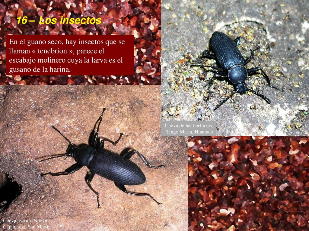 16 – Los insectos En el guano seco, hay insectos que se llaman « tenebrion », parece el escabajo molinero cuya la larva es el gusano de la harina.