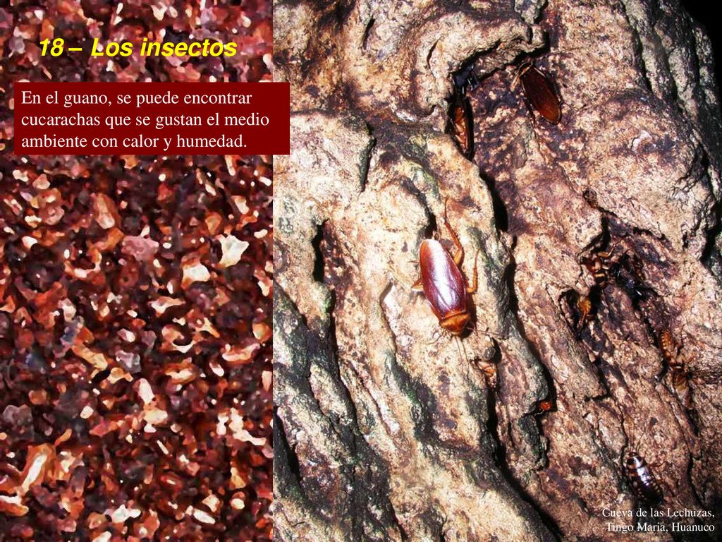 18 – Los insectos En el guano, se puede encontrar cucarachas que se gustan el medio ambiente con calor y humedad.