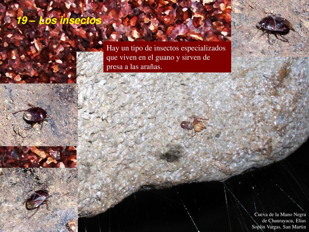 19 – Los insectos Hay un tipo de insectos especializados que viven en el guano y sirven de presa a las arañas.