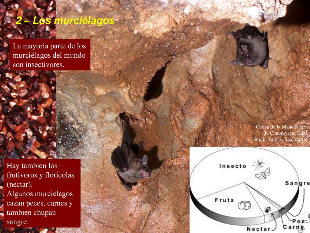 2 – Los murciélagos La mayoria parte de los murciélagos del mundo son insectivores.