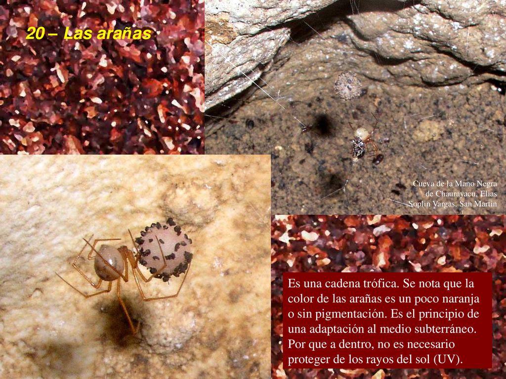 20 – Las arañas Cueva de la Mano Negra de Chaurayacu, Elias Soplin Vargas, San Martin.
