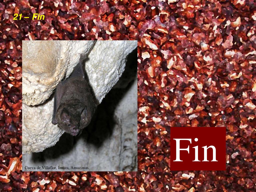 21 – Fin Fin Cueva de Villaflor, Imaza, Amazonas