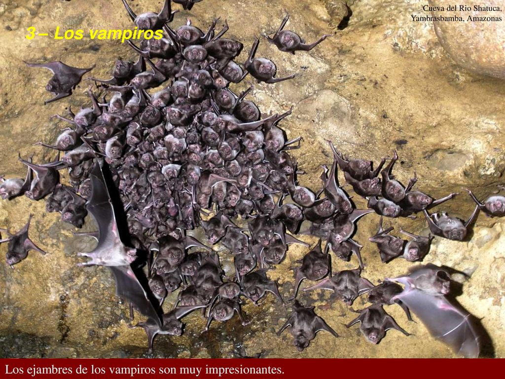 3 – Los vampiros Los ejambres de los vampiros son muy impresionantes.