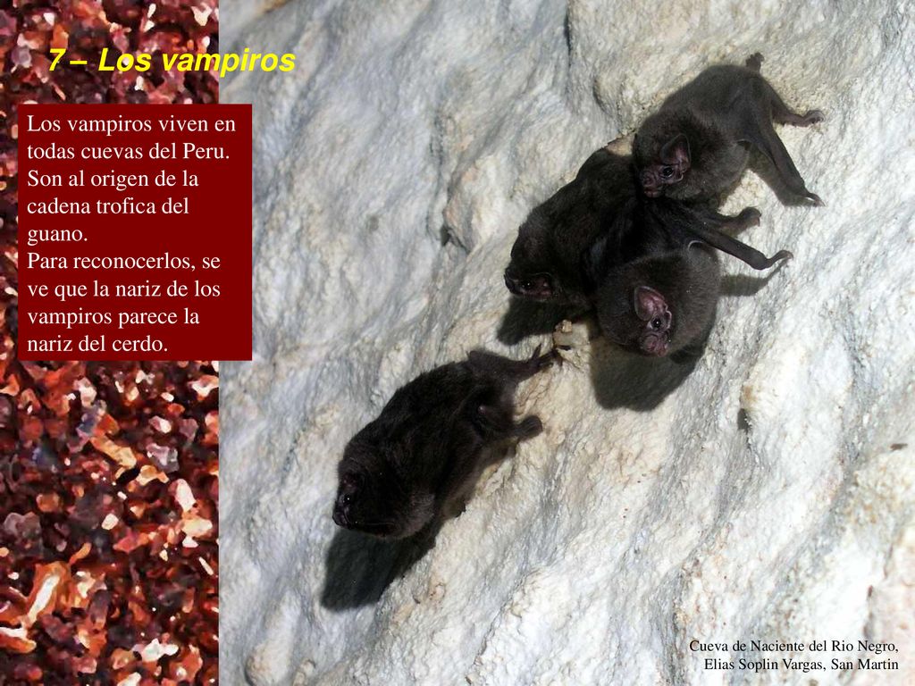 7 – Los vampiros Los vampiros viven en todas cuevas del Peru.