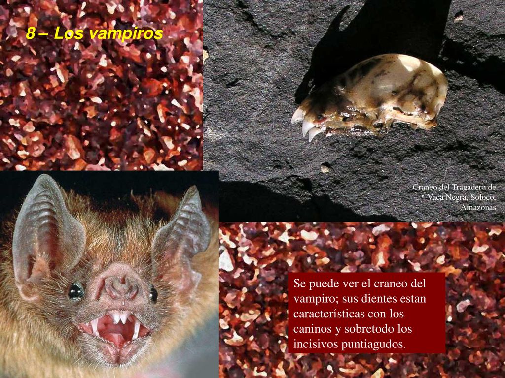 8 – Los vampiros Craneo del Tragadero de Vaca Negra, Soloco, Amazonas.