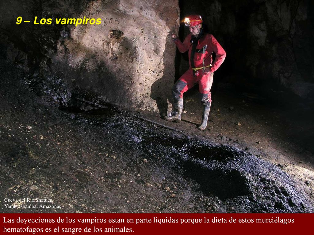 9 – Los vampiros Cueva del Rio Shatuca, Yambrasbamba, Amazonas.