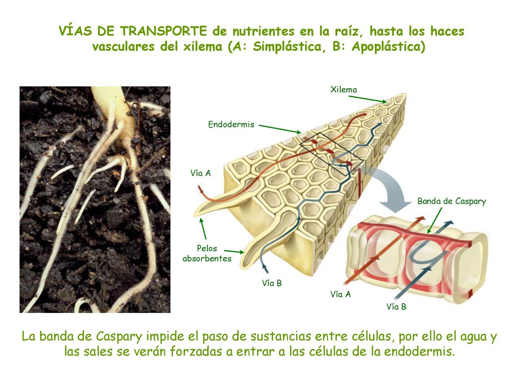 VÍAS DE TRANSPORTE de nutrientes en la raíz, hasta los haces vasculares del xilema (A: Simplástica, B: Apoplástica)