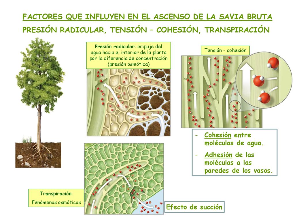 FACTORES QUE INFLUYEN EN EL ASCENSO DE LA SAVIA BRUTA