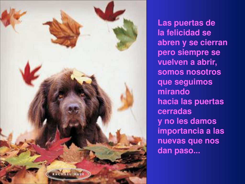 Las puertas de la felicidad se abren y se cierran pero siempre se vuelven a abrir, somos nosotros que seguimos mirando.