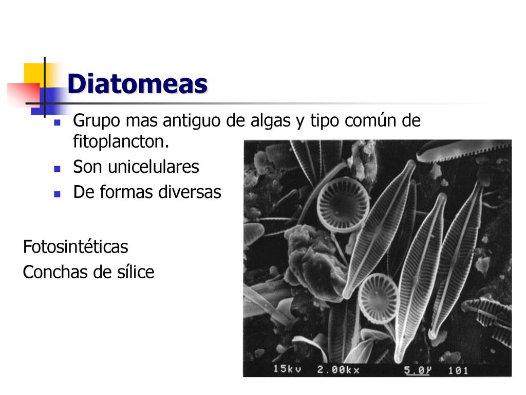 Diatomeas Grupo mas antiguo de algas y tipo común de fitoplancton.