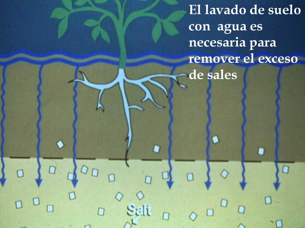 El lavado de suelo con agua es necesaria para remover el exceso de sales
