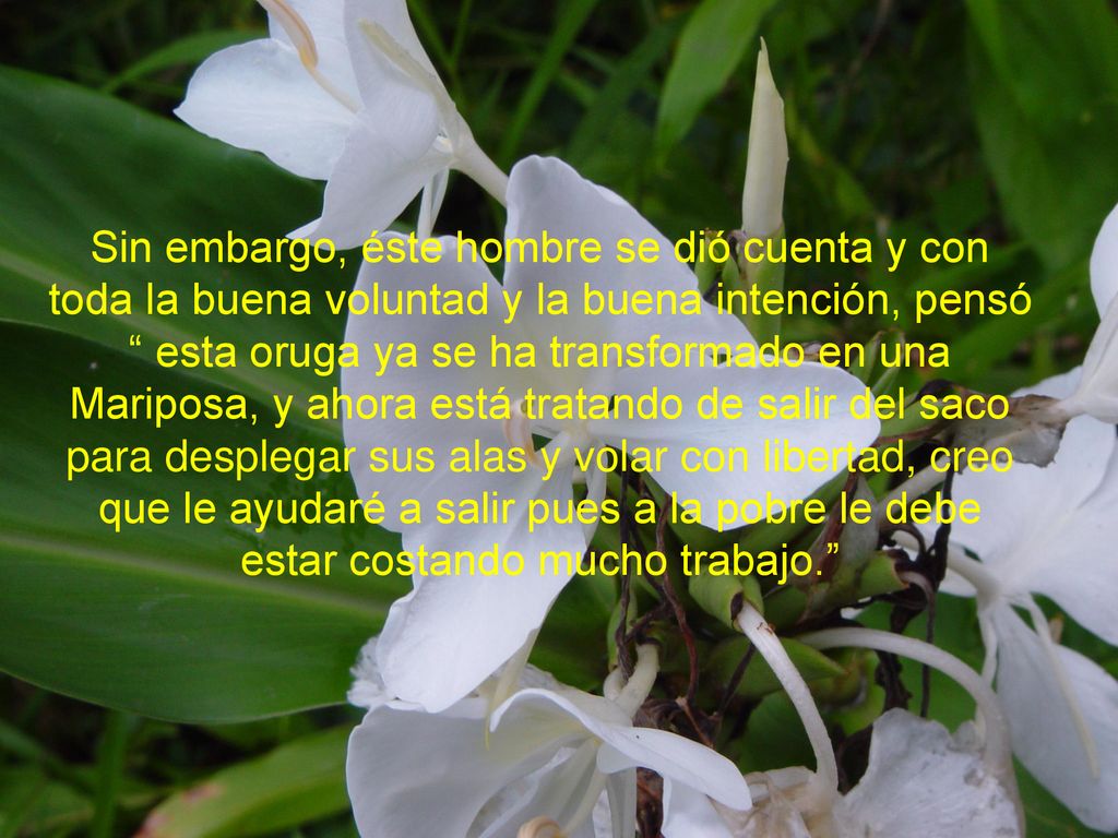 Sin embargo, éste hombre se dió cuenta y con toda la buena voluntad y la buena intención, pensó esta oruga ya se ha transformado en una Mariposa, y ahora está tratando de salir del saco para desplegar sus alas y volar con libertad, creo que le ayudaré a salir pues a la pobre le debe estar costando mucho trabajo.