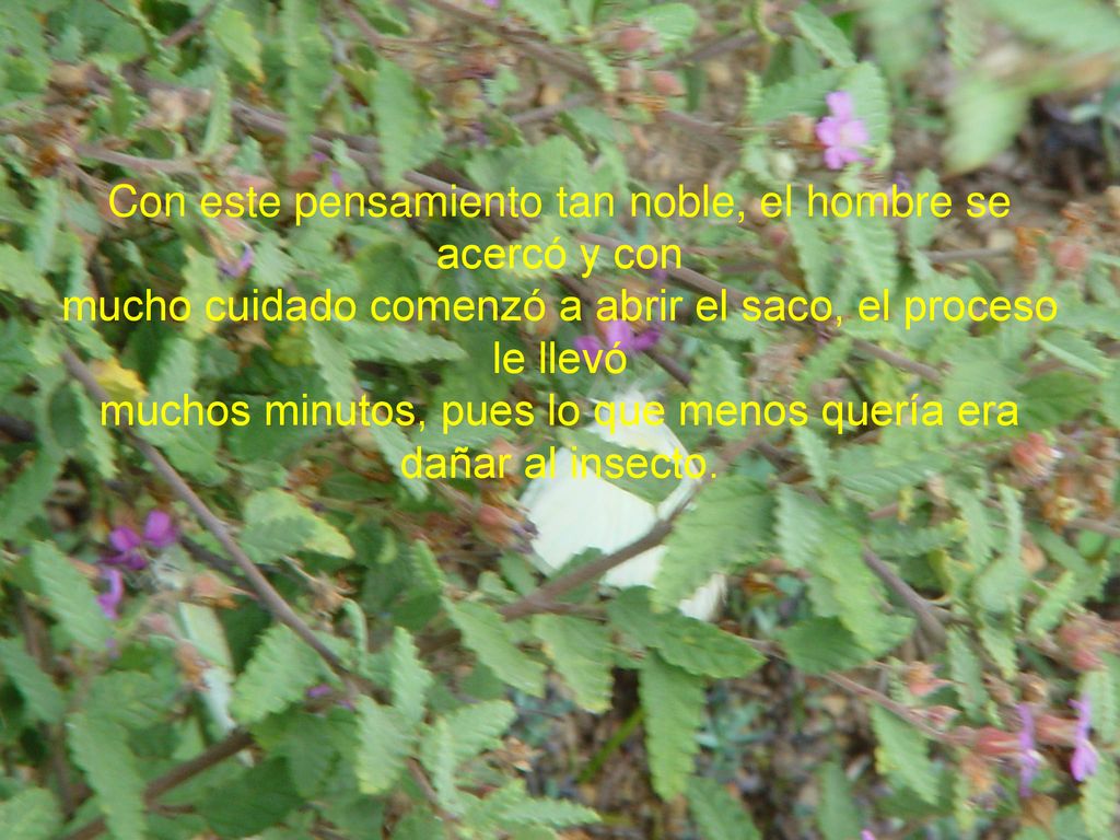 Con este pensamiento tan noble, el hombre se acercó y con