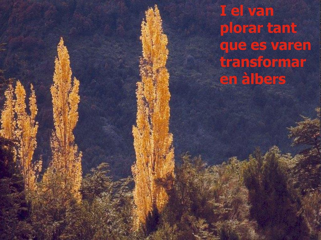 I el van plorar tant que es varen transformar