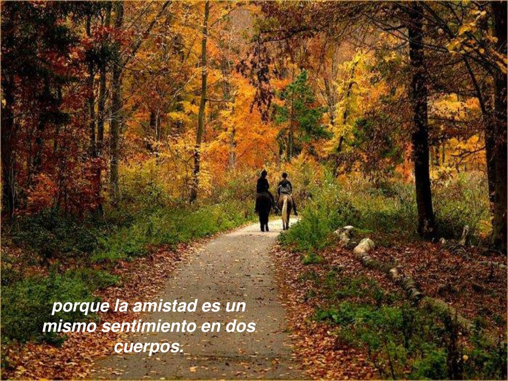 porque la amistad es un mismo sentimiento en dos cuerpos.