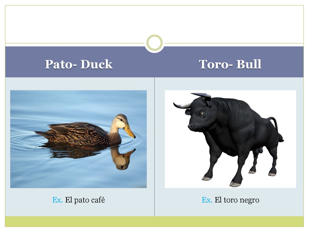 Pato- Duck Toro- Bull Ex. El pato café Ex. El toro negro