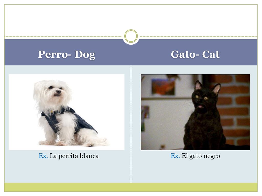 Perro- Dog Gato- Cat Ex. La perrita blanca Ex. El gato negro