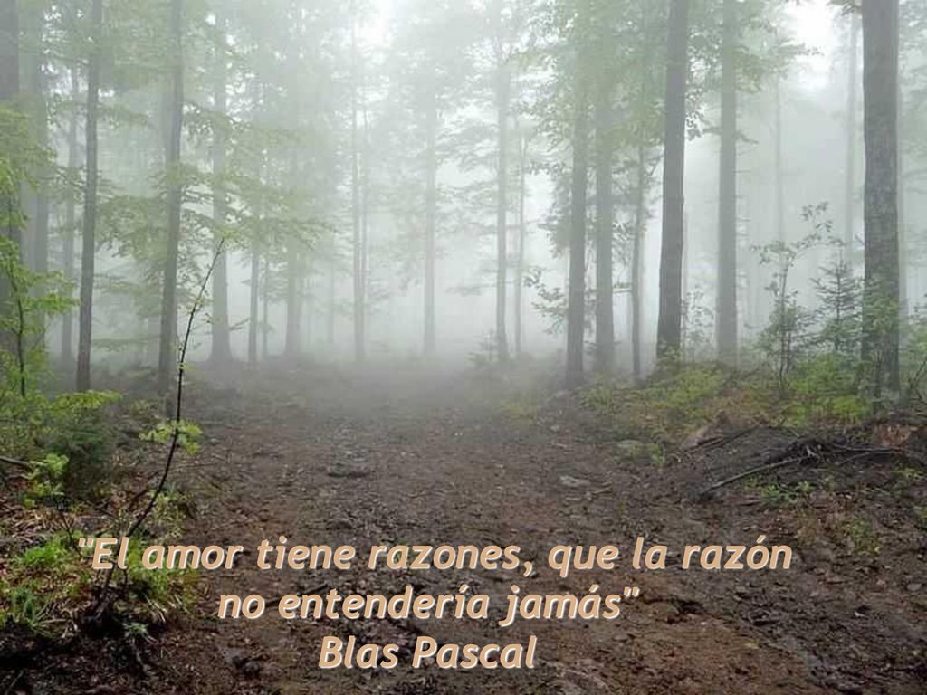 El amor tiene razones, que la razón no entendería jamás