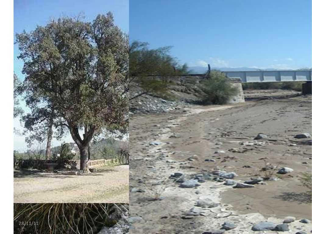 Pàg. 173 Ex. 1 Fluvisol: sòl d’origen al·luvial, situat en zones que reben aportacions continuades de sediments de rius.
