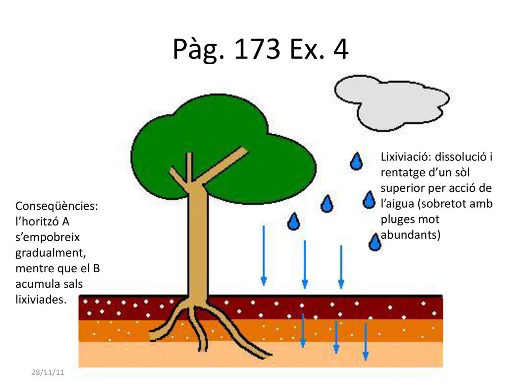 Pàg. 173 Ex. 4 Lixiviació: dissolució i rentatge d’un sòl superior per acció de l’aigua (sobretot amb pluges mot abundants)