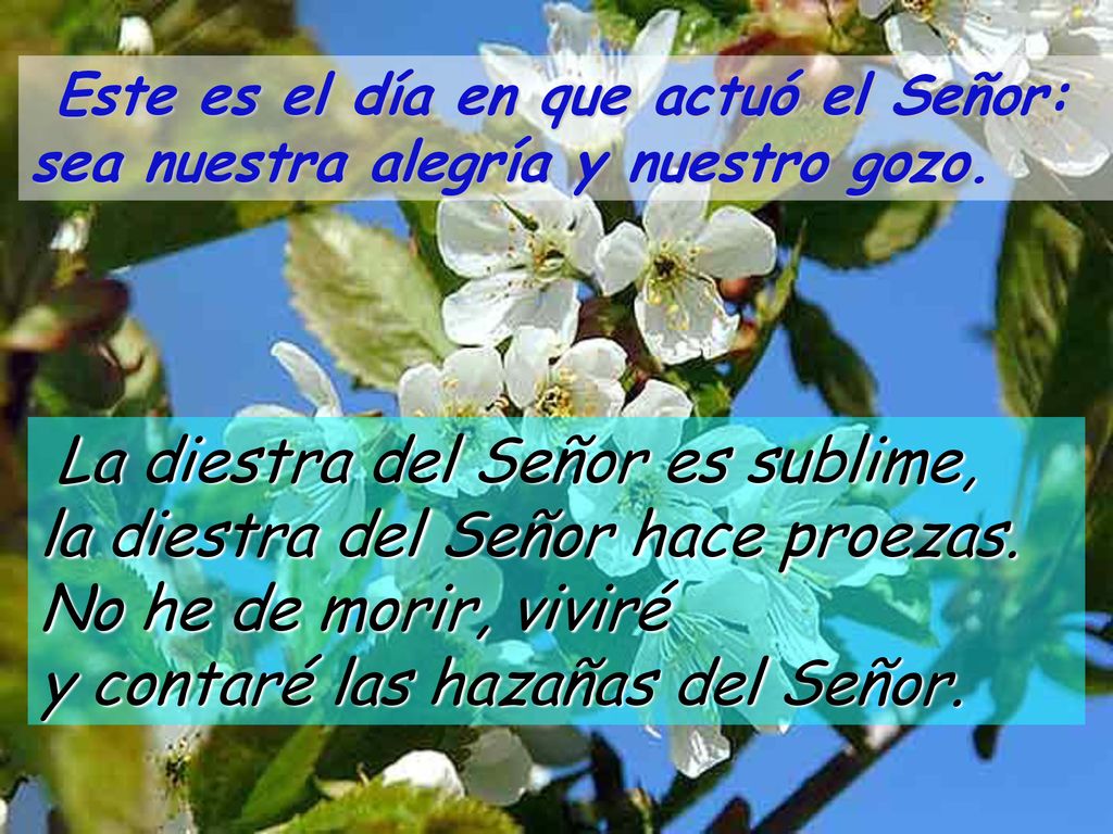 Este es el día en que actuó el Señor: sea nuestra alegría y nuestro gozo.