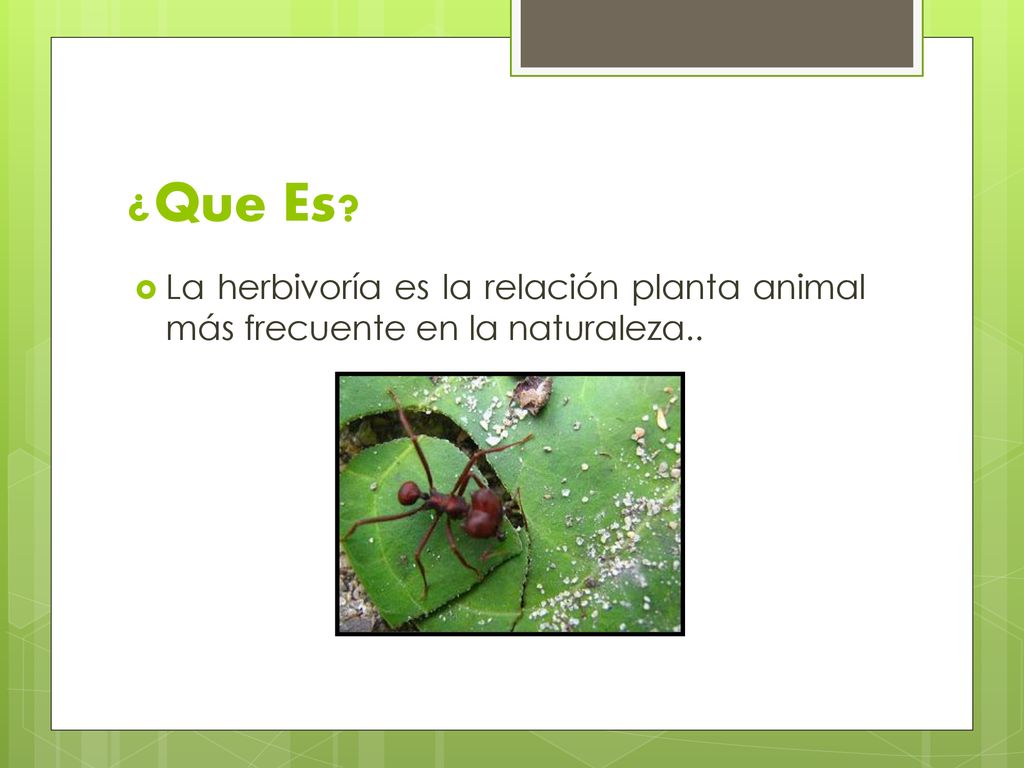 ¿Que Es La herbivoría es la relación planta animal más frecuente en la naturaleza..
