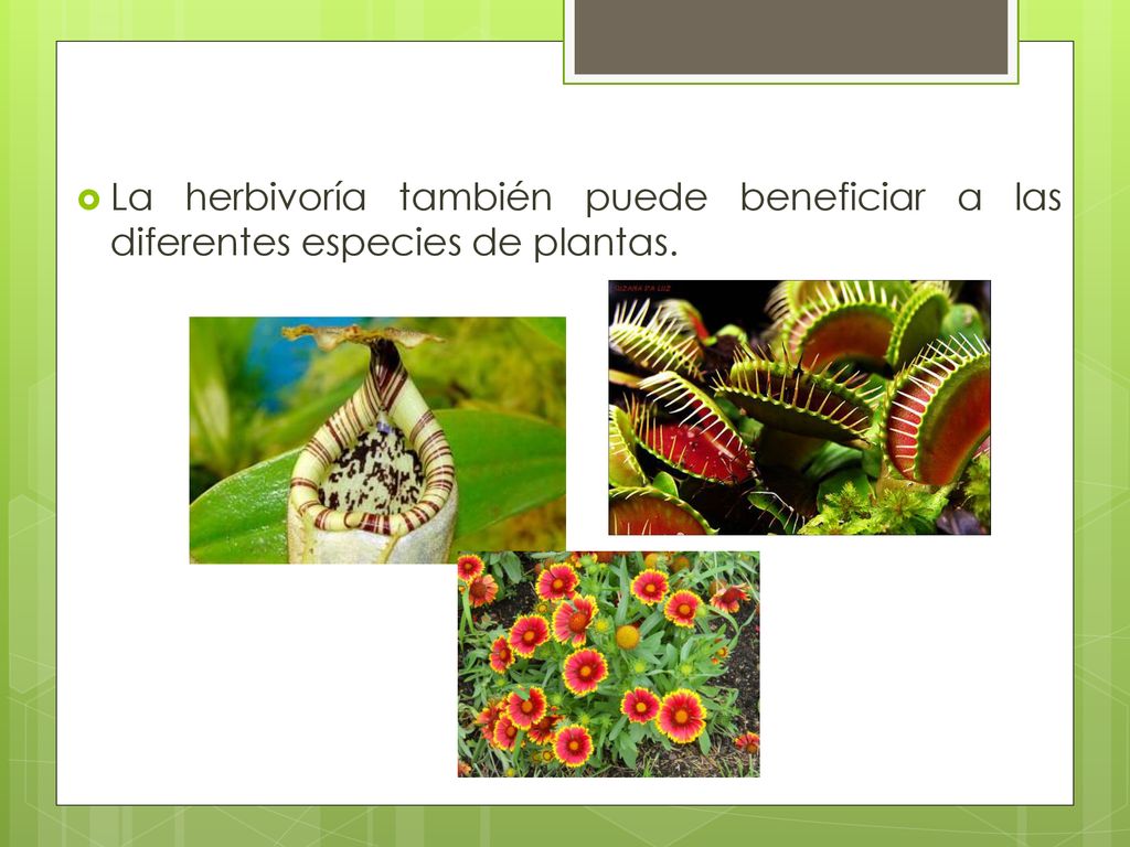 La herbivoría también puede beneficiar a las diferentes especies de plantas.