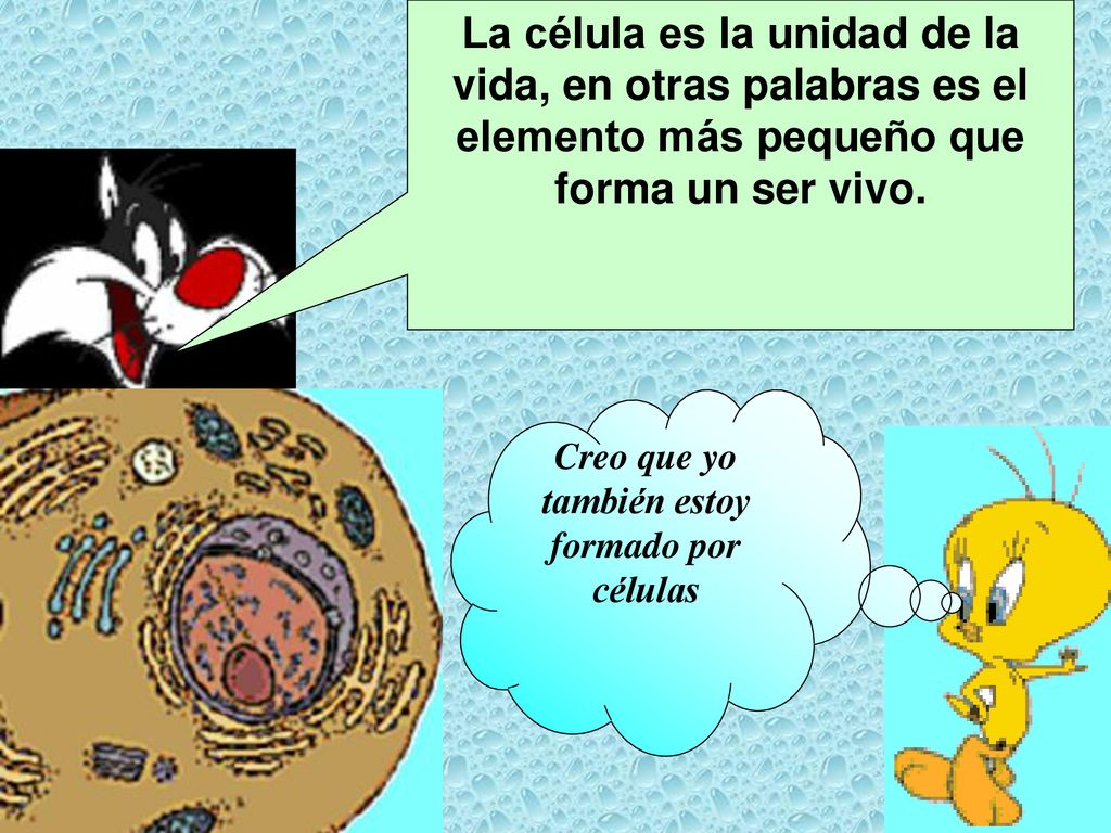 Creo que yo también estoy formado por células